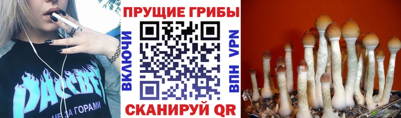 Галлюциногенные грибы Magic Shrooms Зеленогорск